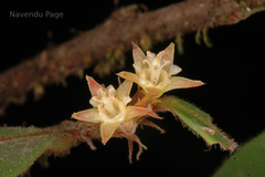 Cleistanthus malabaricus